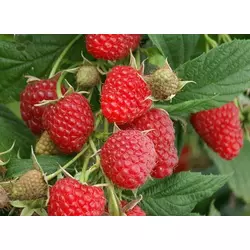 Літня малина Глен-Ампл