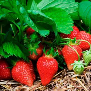 Полуниця Полуниця