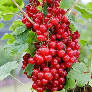 Смородина червона Смородина червона