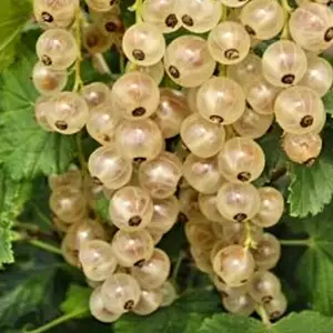 Смородина біла Смородина біла