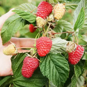 Малина Літня Малина Літня