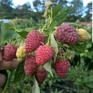 Малина Ремонтантна Малина Ремонтантна