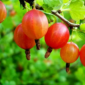 Аґрус Аґрус